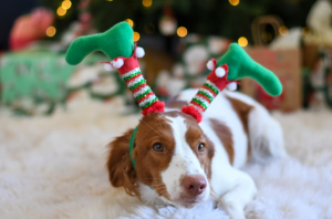 Christmas Gift Ideas for Dogs