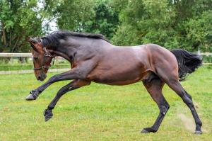 Top tips for getting your horse fit