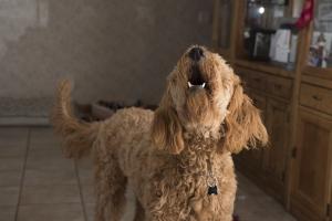 Understanding excessive barking