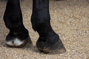 Laminitis: a risk to the older horse