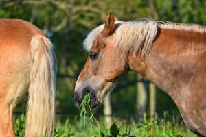 Could you spot colic in your horse?
