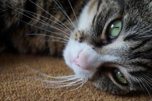 Feline Herpes Virus Fhv 1 Viovet Blog