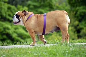 How to help your pet lose weight