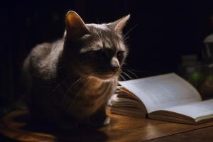 Should Cats Be Kept Inside At Night?