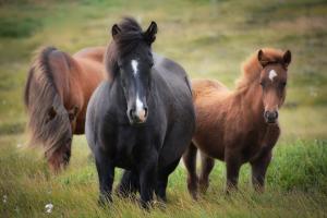 Horse Microchipping Law