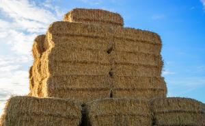 Hay or haylage for a horse with ulcers? Getting forage feeding right.