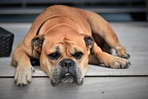 is muscle atrophy permanent in dogs