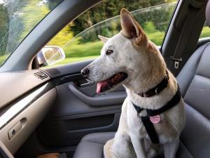 Safe car travel for pets