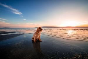 Top 10 Dog-Friendly Beach Walks in the UK