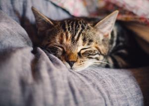 Managing a cat with a chronic illness