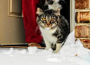 Keeping your cat safe & warm this winter