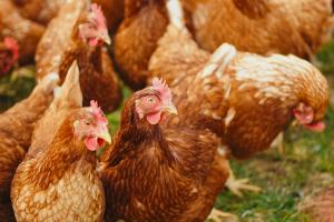Top 10 Tips for Protecting Poultry from Pesky Pests