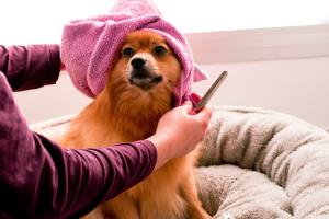 Dog Grooming Tips - How to Groom Your Dog at Home Like a Pro