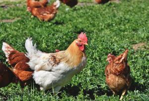 Guide to worm control for keepers of hens