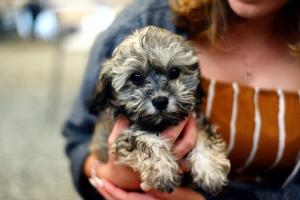 Why It's Important To Ban Puppy Imports