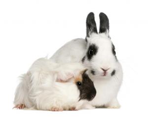 The dangers of keeping rabbits and guinea pigs together - VioVet Blog