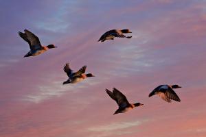 Avian Influenza Update