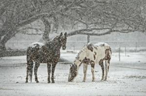 Christmas Horse Care Top Tips