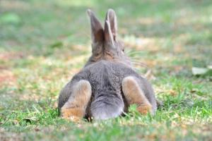 Rabbit poop - what’s normal? A vet guide