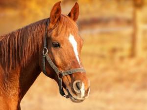Could your horse have Equine Cushing's Disease?