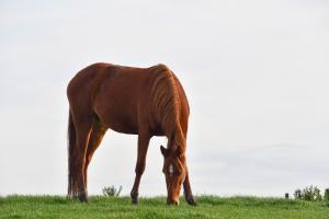 What does a diagnosis of Equine Cushing's Disease mean for your horse?