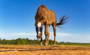 Why does your horse need a blood test after starting meds for ECD?