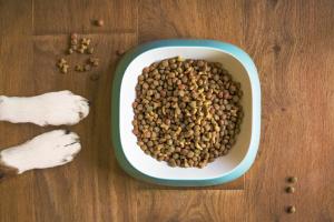 Dog Diet 101: What Can and Can’t My Dog Eat