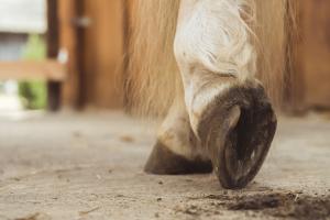 Laminitis in Horses - Essential Vet Guide for Owners