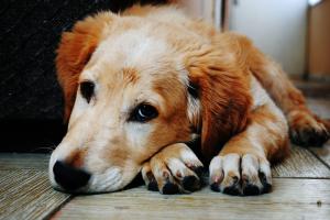 A vet guide to treating separation anxiety