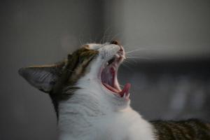 Essential Cat Dental Care Tips
