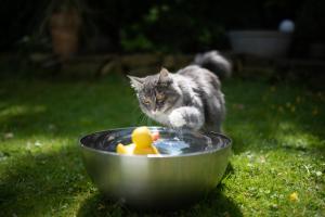 How To Care For Your Cat In Hot Weather: 10 Tips