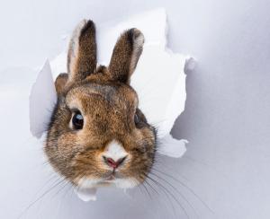 10 Health Tips For Your Rabbit