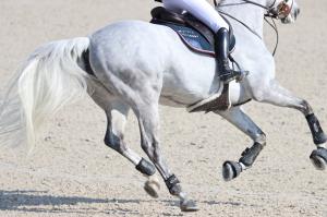 Tendonitis in Horses