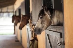 Horse Anxiety and Fireworks