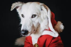 Furry Festivities: Celebrating Christmas with Your Hilariously Unique Dog
