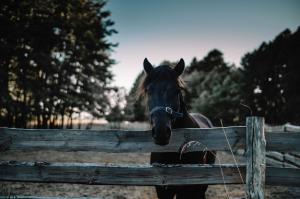 Navigating Biosecurity for Your Equine Partner