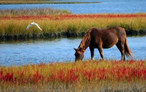 Dodson & Horrell - Laminitis