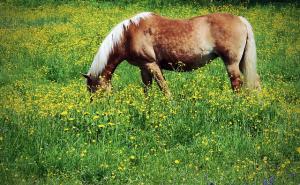 Horse allergies