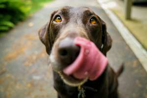 How Often to Flea and Worm Dogs - A Vet Approved Guide