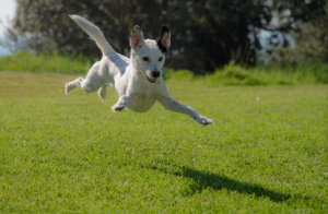 Dog Joint Pain - What to Look For & How to Help
