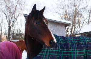 The Complete Horse Rug Guide