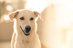 How to Get Rid of Fleas on Dogs - A Vet Approved Guide