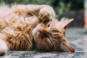 How to Treat Worms in Cats - Vet Tips and Advice