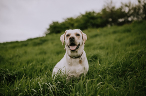 How to Get Rid of Worms in Dogs - Treatment Options & Prevention