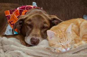How to Keep Pets Calm During Fireworks - Why Early Prep Matters