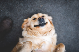 The Best Calming Products for Dogs [UK]