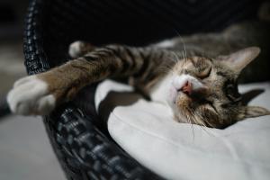 Top Calming Treatments for Cats - Options That Really Work