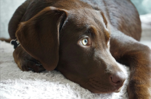 How to Keep your Dog Calm and Relaxed