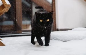 Cats and Cold Weather - Essential Tips for Winter
