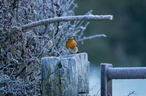 What to Feed Birds in Winter - UK Guide for Garden Birds - VioVet Blog